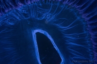Cnidaria (Phylum)-Medusozoa (Subphylum): equorée, many-ribbed jellyfish, (Aequorea forskalea)