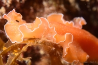 Plathelminthes (Phylum), ver, worm: planaire orange, orange flatworm, (Yungia aurantiaca)