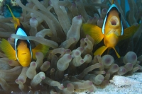 20100401_14h47mn40s_raba_hurghada