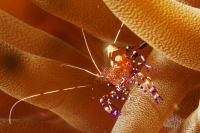 crevette du Yucatan, Spotted cleaner shrimp, (Periclimenes yucatanicus)