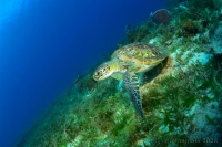 tortue - turtle